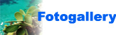 Fotogallery